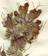 Echium vulgare L., blomställning x6