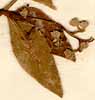 Ekebergia capensis Sparrm., inflorescens x8