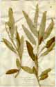 Elaeagnus angustifolia L., framsida