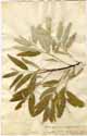 Elaeagnus angustifolia L., framsida