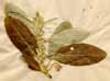 Elaeagnus latifolia L., close-up x2