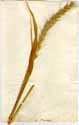 Elymus canadensis L., framsida