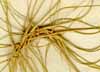 Elymus caput-medusae L., spike x4