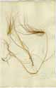 Elymus caput-medusae L., front