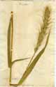 Elymus philadelphicus L., front