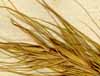 Elymus sibiricus L., spike x6