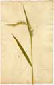 Elymus sibiricus L., framsida