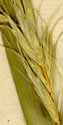 Elymus sibiricus L., spike x8