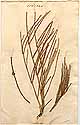 Ephedra distachya L., framsida