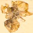 Epidendrum amabile L., närbild x3