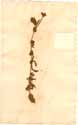 Epilobium hirsutum L., framsida