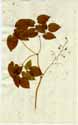 Epimedium alpinum L., front