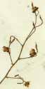 Epimedium alpinum L., blomställning x5