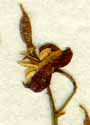 Epimedium alpinum L., blomma x8