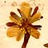 Eranthis hyemalis Salisb., blomställning x8