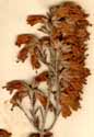 Erica australis L., inflorescens x6