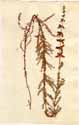 Erica ciliaris L., framsida
