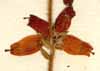 Erica ciliaris L., blommor x8