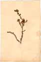 Erica ciliaris L., framsida