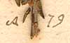 Erica ciliaris L., close-up of Linnaeus' text