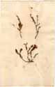 Erica multiflora L., framsida