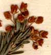 Erica multiflora L., inflorescens x8