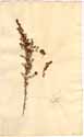 Erica scoparia L., framsida
