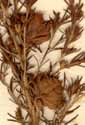 Erica scoparia L., inflorescens x8