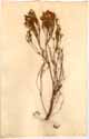 Erica tenuifolia L., front