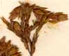 Erica thunbergii Montin, inflorescens x8
