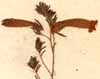 Erica tubiflora L., närbild x5