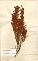 Erica tubiflora L., framsida