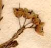 Erica umbellata L., inflorescens x8