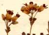 Erica umbellata L., inflorescens x8