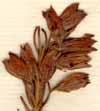 Erica viscaria L., inflorescens x8
