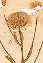 Erigeron acris L., blomställning x8