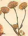 Erigeron acris L., blomställning x8