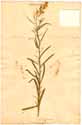 Erigeron bonariensis L., framsida