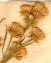 Erigeron bonariensis L., inflorescens x8