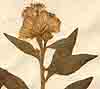 Erigeron camphoratus L., blomställning x8