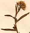 Erigeron graveolens L., blomställning x8