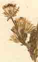 Erigeron obliquus L., blomställning x8