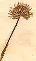 Erigeron uniflorus L., blomställning x8