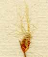Eriophorum alpinum L., spike x8