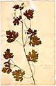Erodium chium Willd, framsida