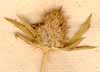 Eryngium planum L., inflorescens x6