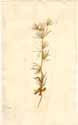 Eryngium tricuspidatum L., front
