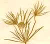 Eryngium tricuspidatum L., close-up x4