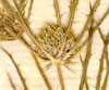 Eryngium tricuspidatum L., inflorescens x7
