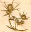 Eryngium tricuspidatum L., närbild x3